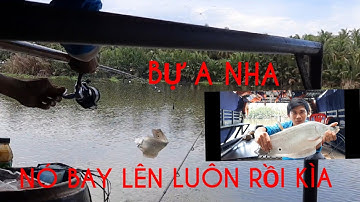 mồi lòng tong câu cá thác lác cườm quá nhạy luôn-AN-DƯƠNG-FISHING