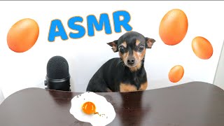 Asmr Dog Reviewing Food Boiled Egg Miniature Pinscher
