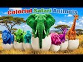 Œuf D Animaux De Safari Colorés ABC Chanson Des Animaux Comptines Chansons ABC Cri Des An mp3