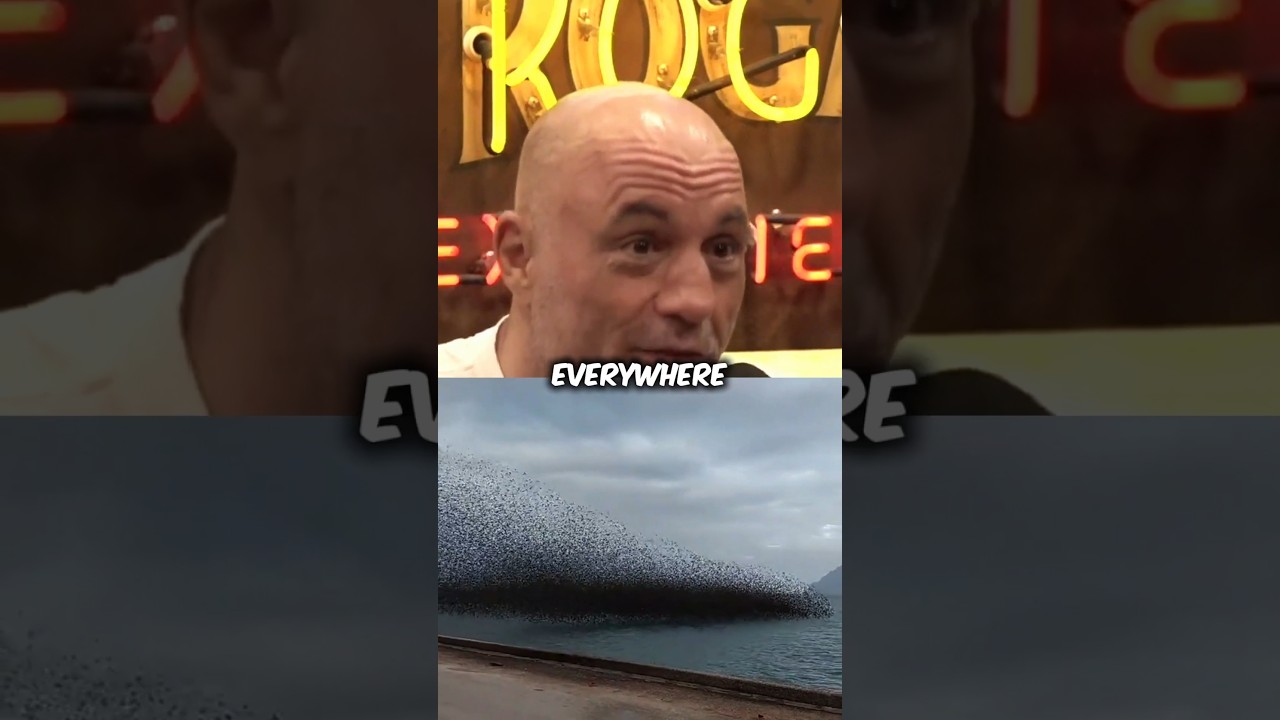 Cats Kill Billions of Birds Every Year 😿