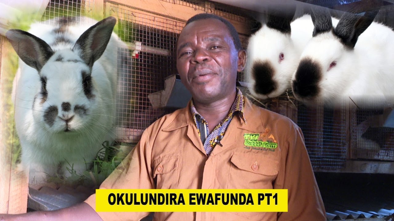 RABBIT FARMING :Yiga Okuludira  Awafuunda Wamu Ne Bikka Byobumyu  Obufuna Ekilaru Ne Mr.Asaba C
