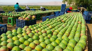 Australische Bauern Ernten Tonnenweise Mangos So Funktioniert Es