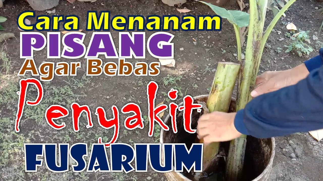 Cara Menanam Pisang Agar Bebas Penyakit Fusarium 