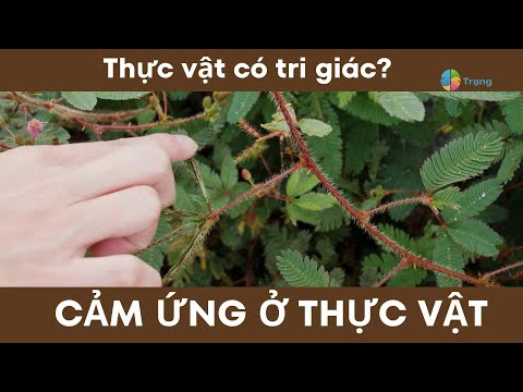 Video SINH HỌC 11| KHTN 7| CẢM ỨNG Ở THỰC VẬT| ỨNG ĐỘNG,... - YouTube