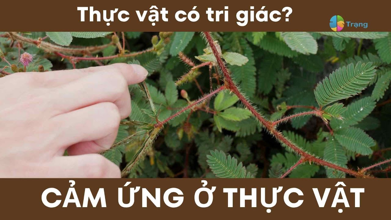 KHTN 7| Thực vật có tri giác? CẢM ỨNG Ở THỰC VẬT_ bài học thú vị