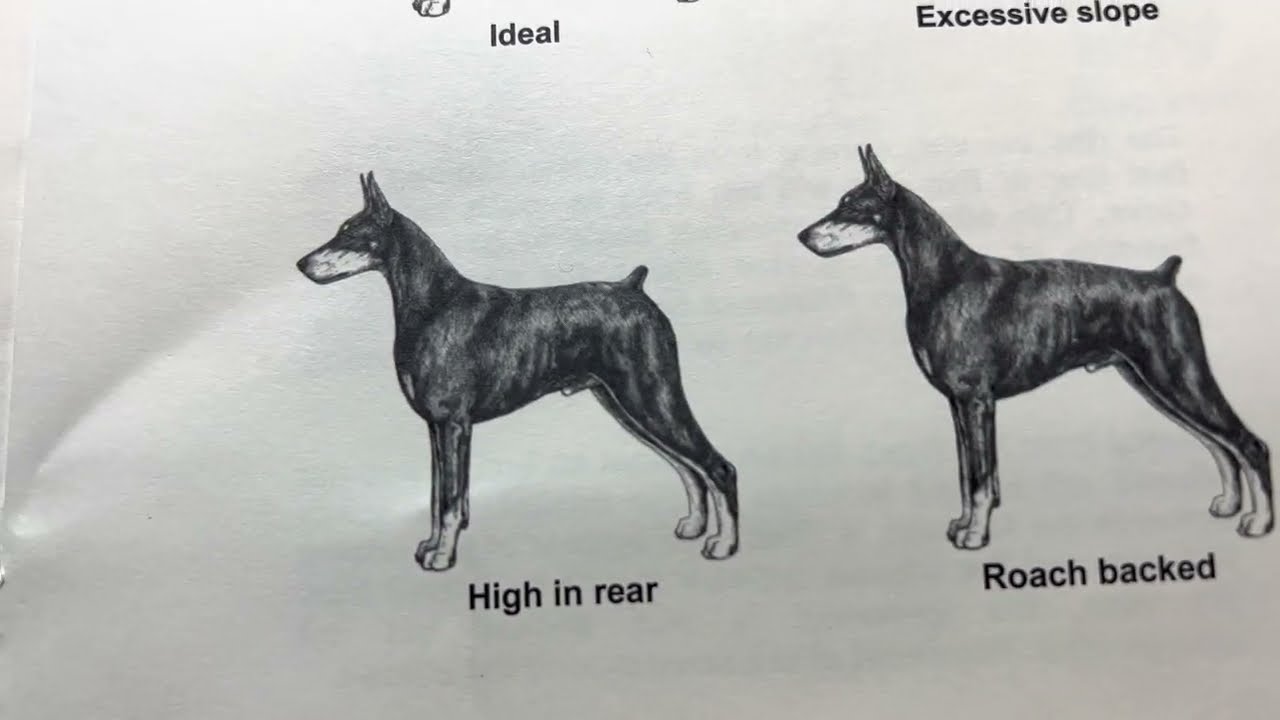 Standard AKC Ilustrado del Doberman Narrado por Memo Cavazos