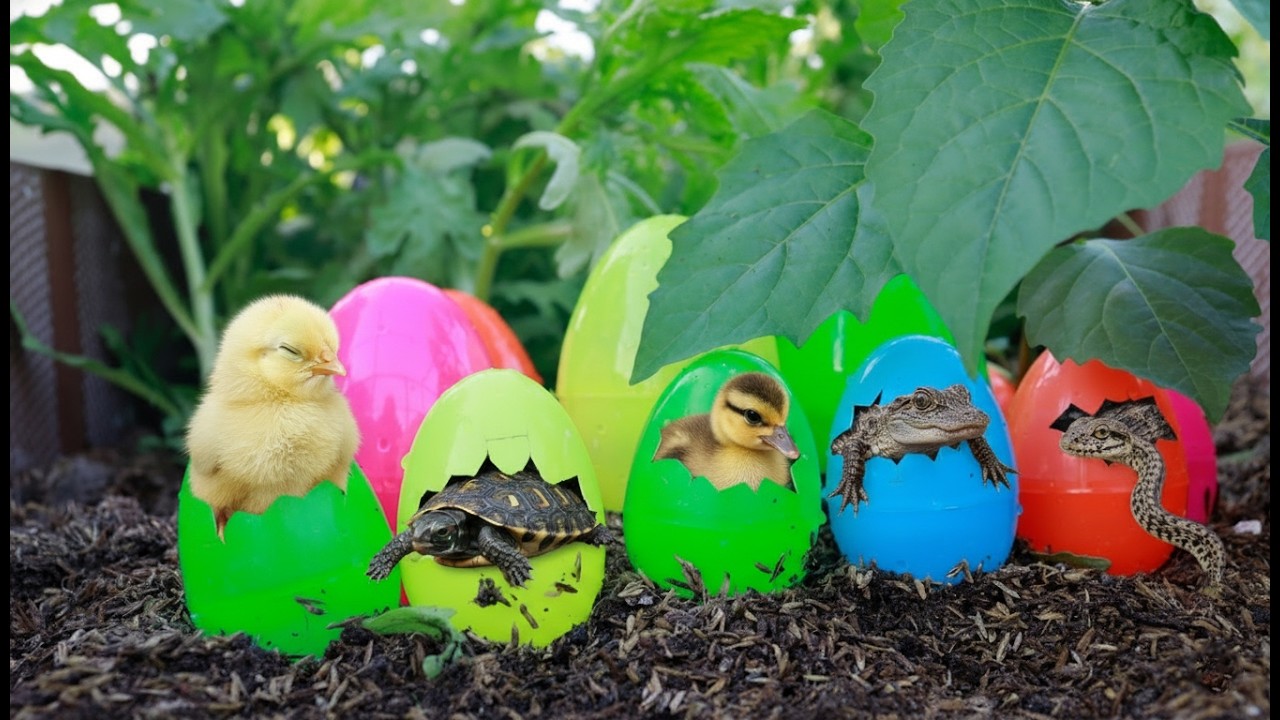 Catch beautiful glass marbles in small rooftop garden, transparent crystal marbles chase