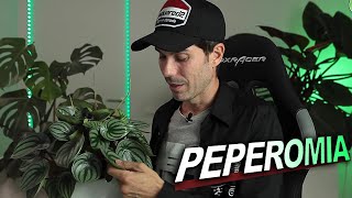 CÓMO cuidar PEPEROMIA watermelon 🌱 [argyreia] (mi experiencia)💚