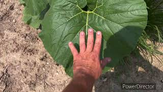 How much a pumpkin plant grows in 24 hour