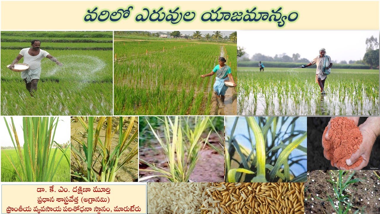 వరిలో ఎరువుల యాజమాన్యం || డా|| కే.ఎం.దక్షిణా మూర్తి , ప్రధాన శాస్త్రవేత్త (అగ్రానమి)