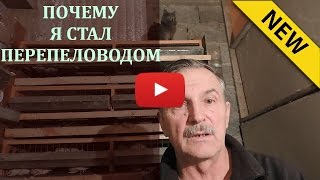 Почему я стал перепеловодом