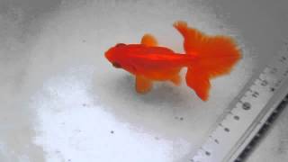 20140520 土佐金4