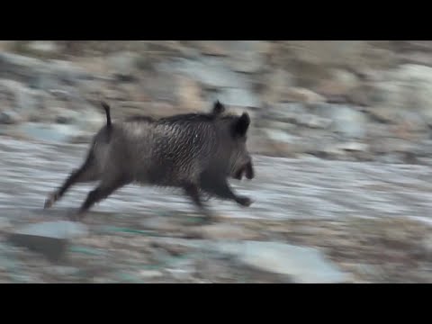 Domuz Avı Berke Barajı 2020 Wild Boar Hunting