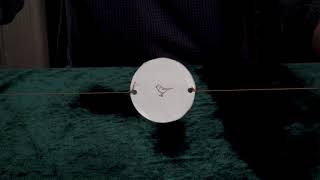 Thaumatrope in Action
