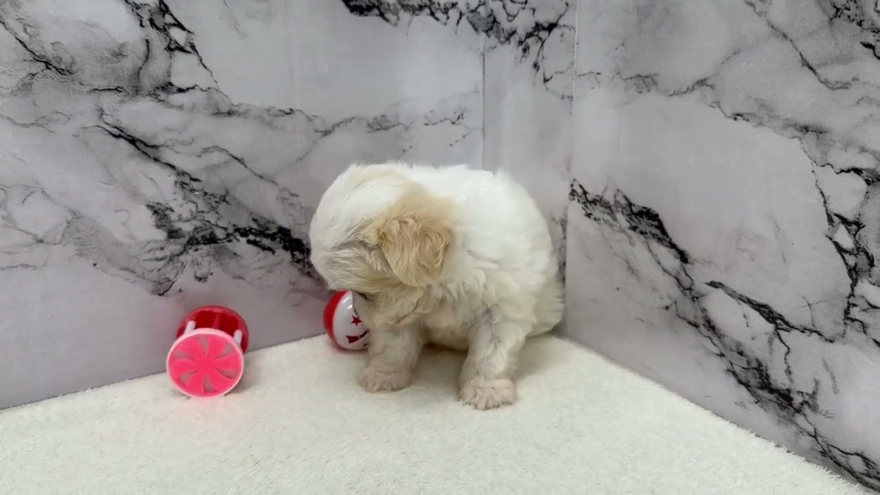 価格の安い◾️犬MIX【父：マルチーズ（3.4kg）×母：チワワ（3.5kg