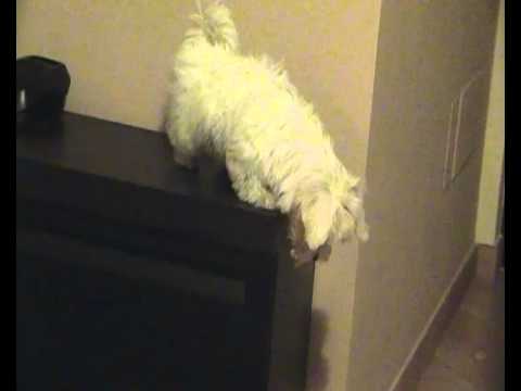Cane Maltese Piange Youtube
