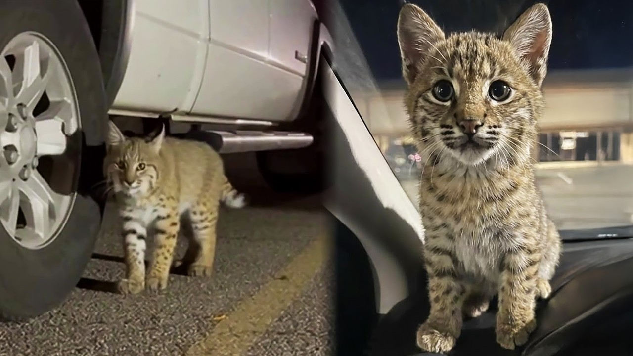 Freezing Bobcat Kitten Jumps Into a Stranger’s Car for Warmth — What She Did Next Shocked Everyone