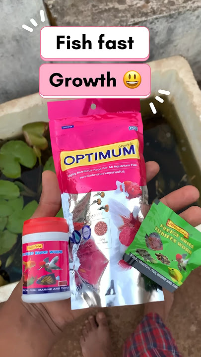 Best fish food for fish 🐟 growth || #aquarium #fish #shorts #petsvlog #minivlog