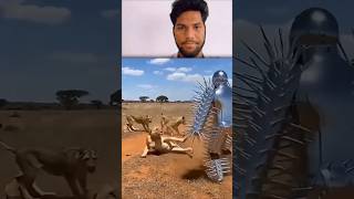 शेर को भड़काने का सबसे खतरनाक तरीका # #fear #shorts #viral video #video short  #danger