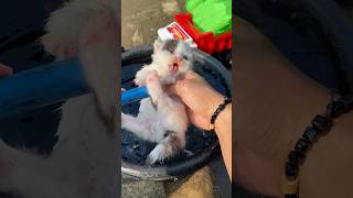 Bathing 3 cute kittens 😍 #catvideos #cat #kitten #rescuecat #kucinglucu