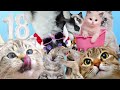 Count to 20 by ones with Cats!