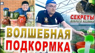 ЛУЧШАЯ ПОДКОРМКА томаты, перцы, для огурцов/Томатов В 10 РАЗ БОЛЬШЕ - крупные и налитые/С.Риков vlog