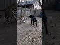 Leopard Vs Rottweiler EPIC Brawl
