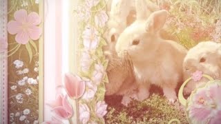 spring playlist˚˖𓍢ִ໋🌷͙֒✧🐰˚.🎀༘⋆