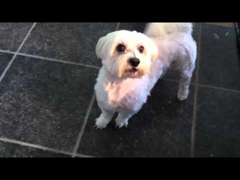 Video: Die Behoorlike Versorging Van 'n Maltese Hond By Die Huis
