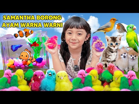 SAMANTHA BORONG AYAM LUCU WARNA WARNI, IKAN CUPANG, BURUNG DI PASAR HEWAN!