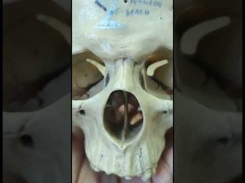 Human Skull #shorts #anatomy #mbbs #russia # bsmu