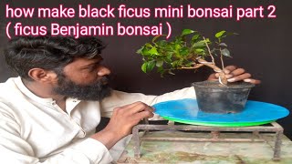 how make black ficus mini bonsai part 2 ( ficus Benjamin bonsai )