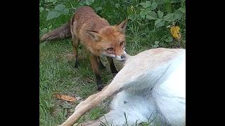 Time-lapse footage of a deer carcass decomposing / being scavenged.