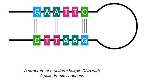 Wat is een DNA-palindroom en wat is het belang ervan?