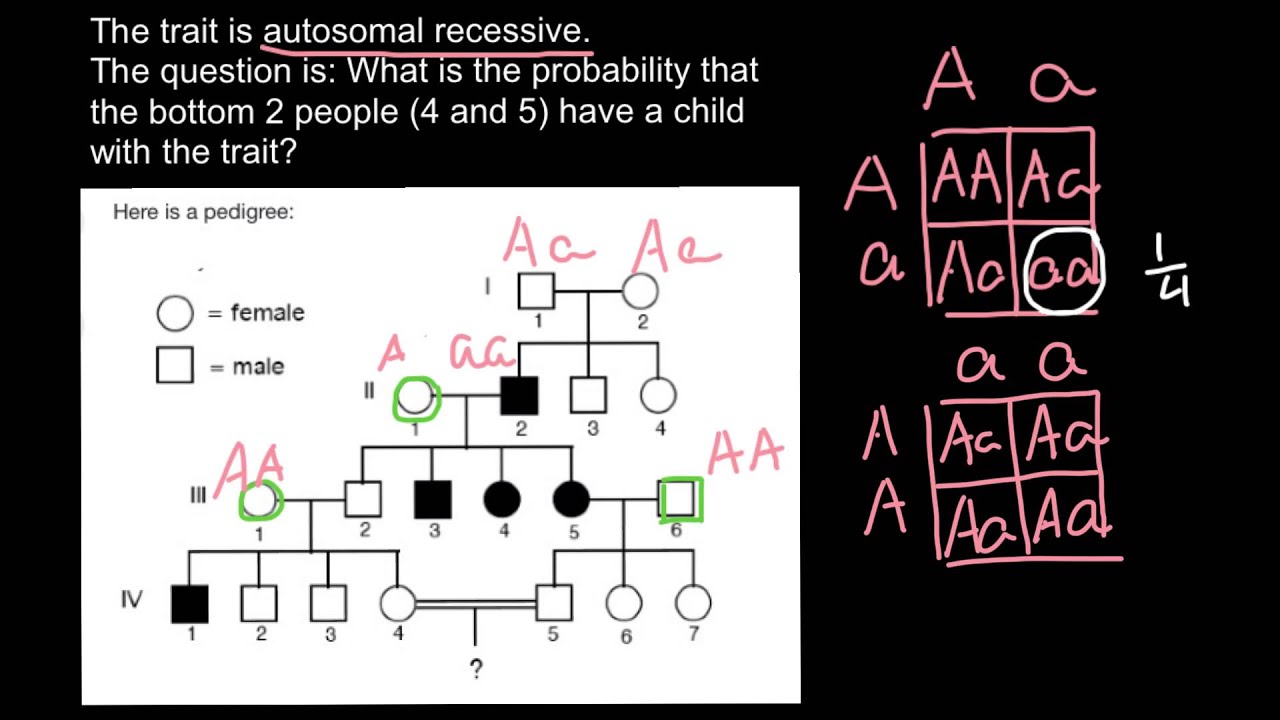 In Pedigree Charts Autosomal Dominant Disorders Typically