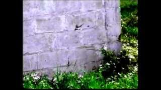 Relentless Pursuit BumbleBee Shot