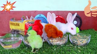 WaW|Soft Rabbits and Colorful Chicks fun,play and eat with eachother screenshot 5