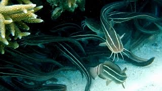 Striped Eel Catfish - Plotosus lineatus - сом угрехвостый полосатый - полосатый сомик - Lady Elliot Striped Eel Catfish - Plotosus lineatus - сом угрехвостый полосатый - полосатый сомик - Lady Elliot