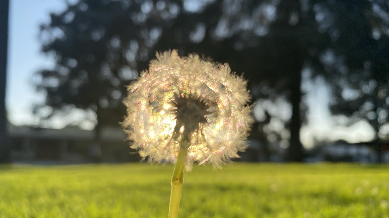 🔴Curious Cat Cam🔴 2026-01-27 