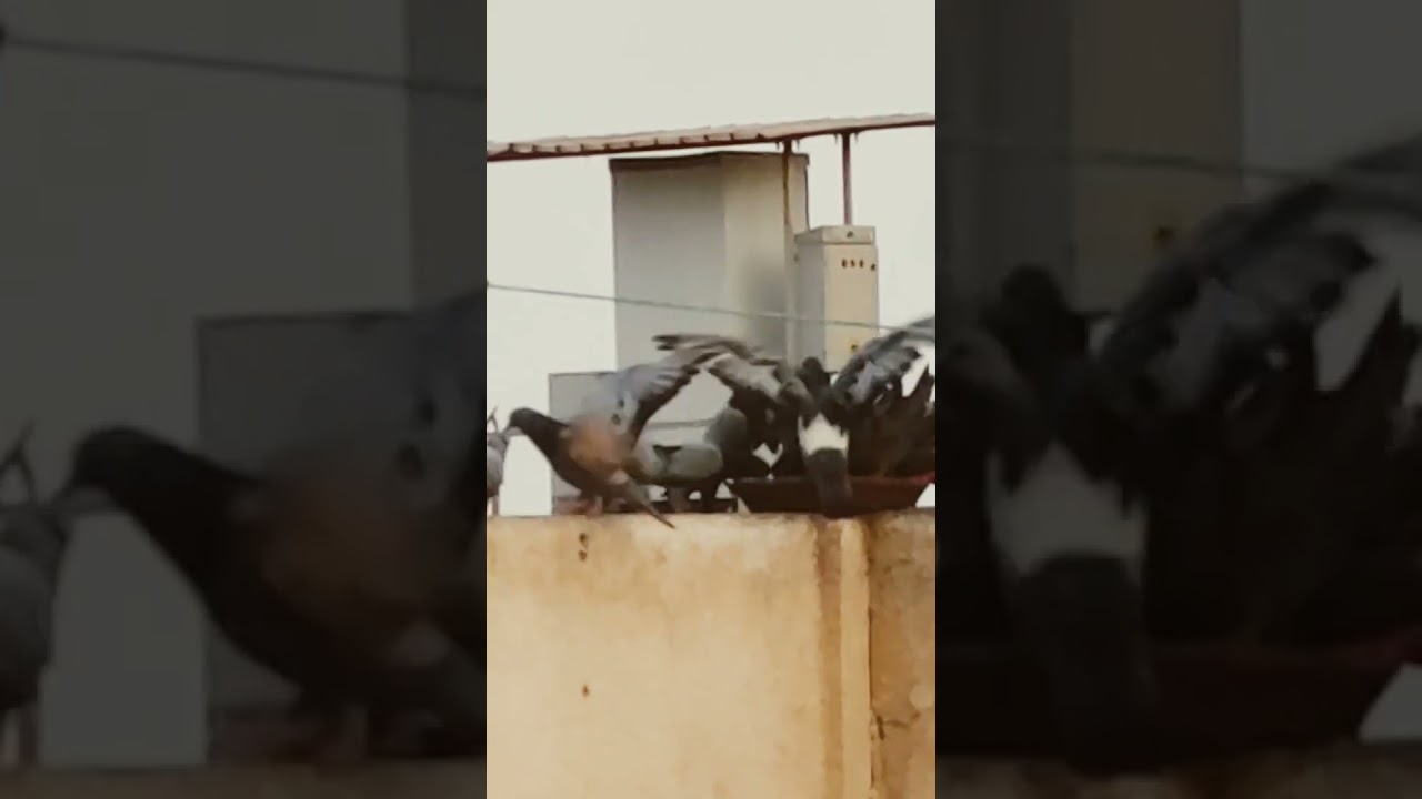 evil pigeons fighting for survival