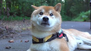 If a Shiba Inu enters a tent for the first time camping...