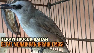 Trucuk BETINA memanggil Jantan Suara Birahi Ngecuplik 100% pancingan trucukan gacor agar BUNYI EMOSI