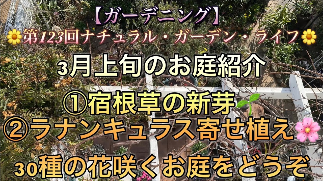 【ガーデニング】3月上旬のお庭紹介①宿根草の新芽🌱②ラナンキュラス寄せ植え🌸30種の花咲くお庭をどうぞ🌼ナチュラル・ガーデン・ライフ　第123回🌼 [Garden Tour] 