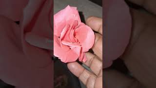 Growing Lilly Plants