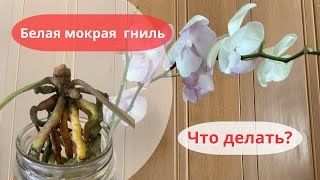 видео: Хотела здоровую орхидею - получила гниль и пенёк 😢 картинка: Хотела здоровую орхидею - получила гниль и пенёк 😢