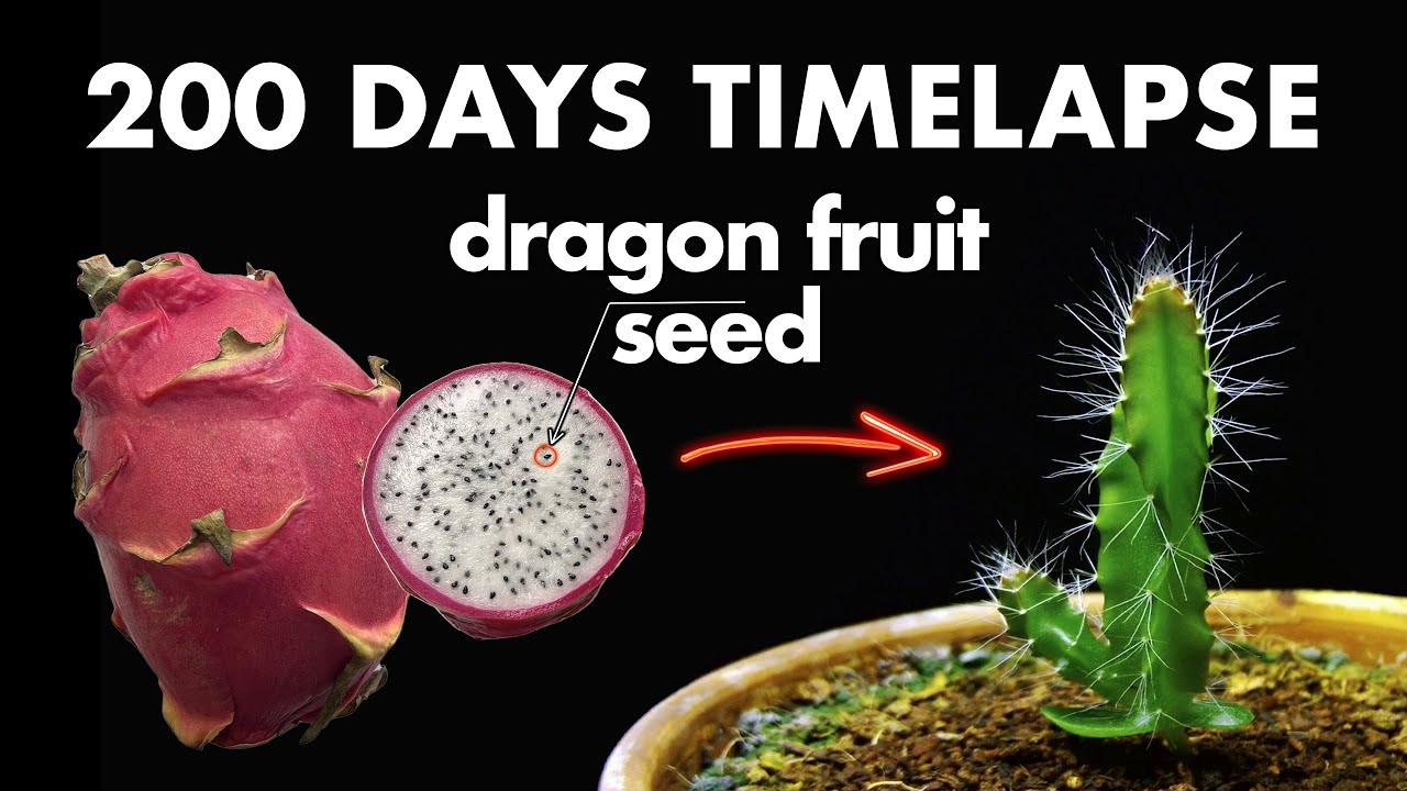 Growing DRAGON FRUIT From Seed - 200 Days Time Lapse
