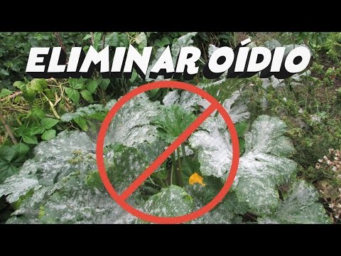 Video: Oídio en las hojas de cilantro: cómo tratar el mildiú polvoroso del cilantro