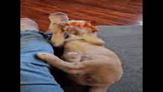 Dogs at Play: #fosterdogs by Unleashed DDC MT 14 views 1 month ago 14 seconds