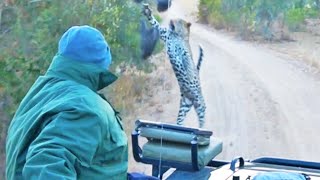 Surprise Leopard Hunt in Front of Safari Vehicle Caught on Camera(Amazingly lucky video caught on camera of a leopard coming out of nowhere trying to catch a Guinea fowl right in front of the car. Taken in Londolozi near in the ..., 2015-12-01T11:59:49.000Z)
