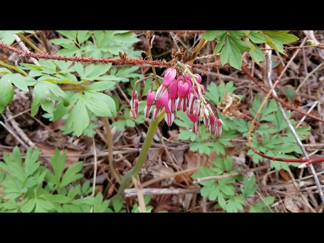 Bleeding-Heart - Toxic Plants - YouTube